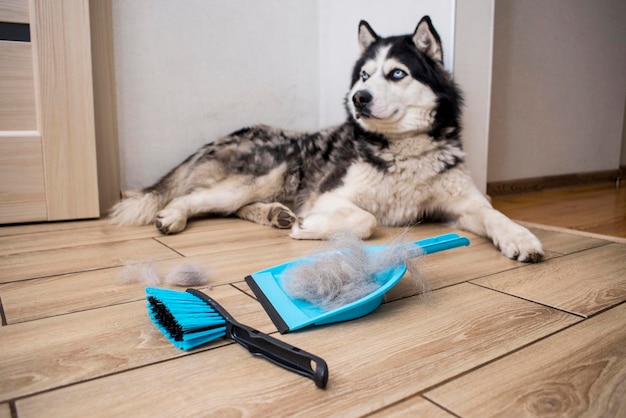 Die Haare des Hundes werden nach dem Schleifen mit einem Pinsel in eine Schaufel gesammelt