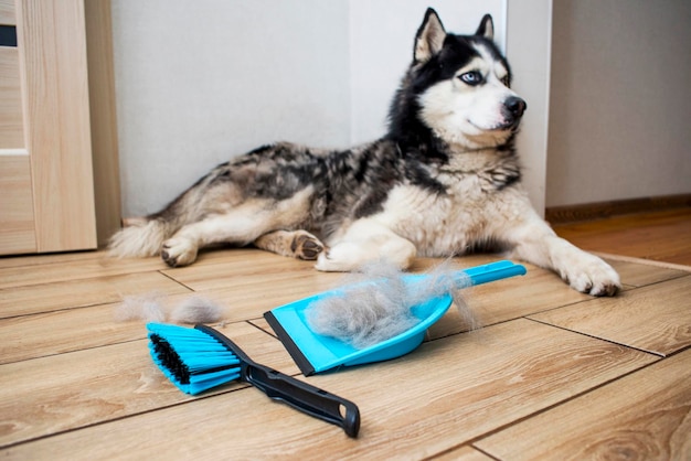 Die Haare des Hundes werden nach dem Schleifen mit einem Pinsel in eine Schaufel gesammelt