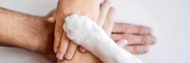 Die Hände der Familie und die pelzige Pfote der Katze als Team kämpfen für die Tierrechtshilfe