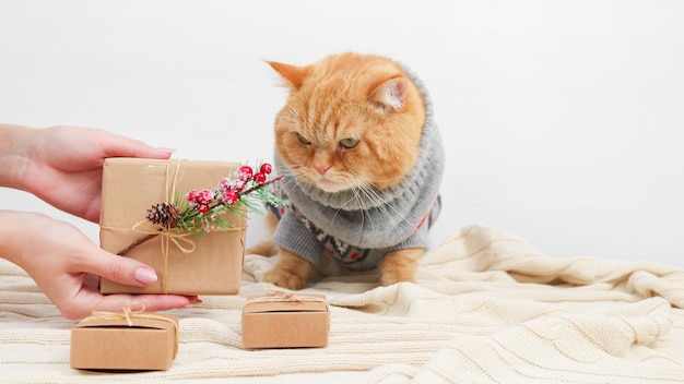 Die Hände der Frau mit einem Handwerksgeschenk und einer verärgerten Ingwerkatze