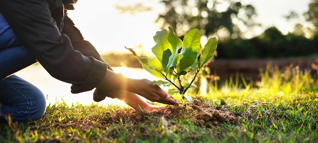 Die Hände der Menschen, die einen kleinen Baum im Sonnenuntergang pflanzen, retten die Erde