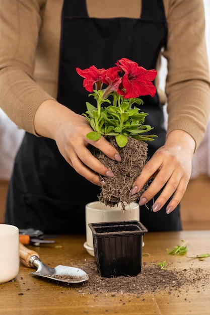 Die Hände der Nahaufnahmefrau, die Petunienblume aus dem Keimlingtopf vor dem Pflanzen nehmen