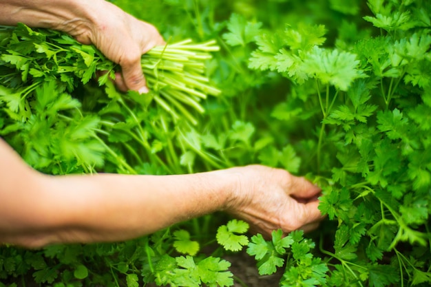 Die Hände des Bauern ernten Petersilie im Garten Plantagenarbeit Herbsternte und gesundes Bio-Lebensmittel-Konzept aus der Nähe mit selektivem Fokus