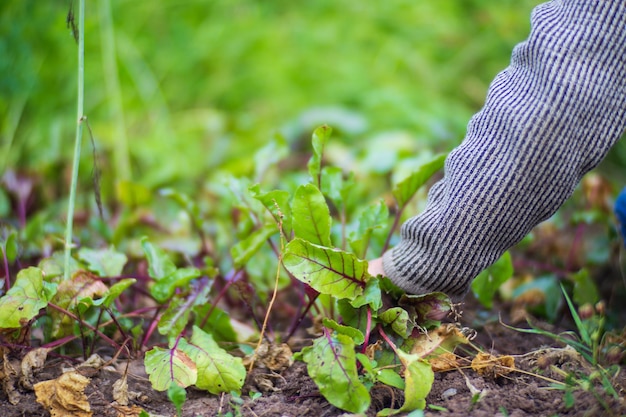 Die Hände des Bauern ernten Rüben im Garten Plantagenarbeit Herbsternte und gesundes Bio-Lebensmittelkonzept schließen sich mit selektivem Fokus