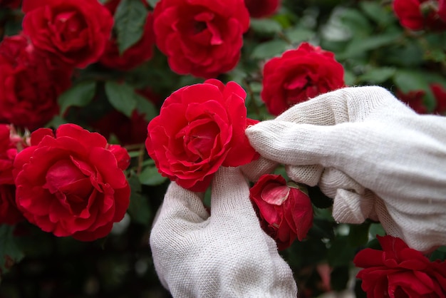 Die Hände des Gärtners halten einen Busch aus roten Rosen, Mädchen, das Floristik macht