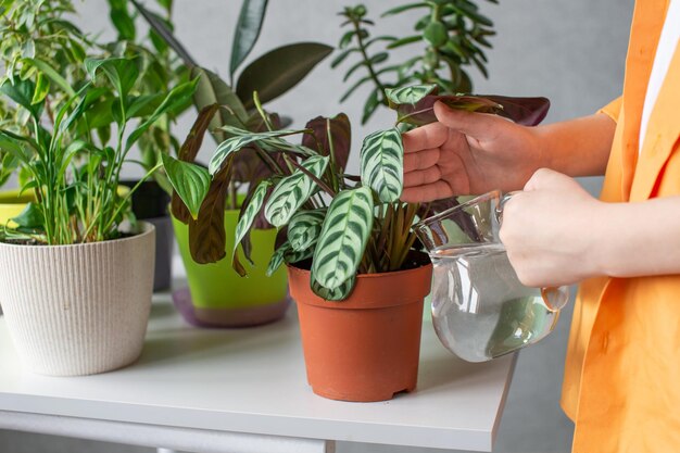 Die Hände des Jungen kümmern sich um Zimmergrünpflanzen Calathea Wasser gestreift Gießen Sie die Blumen