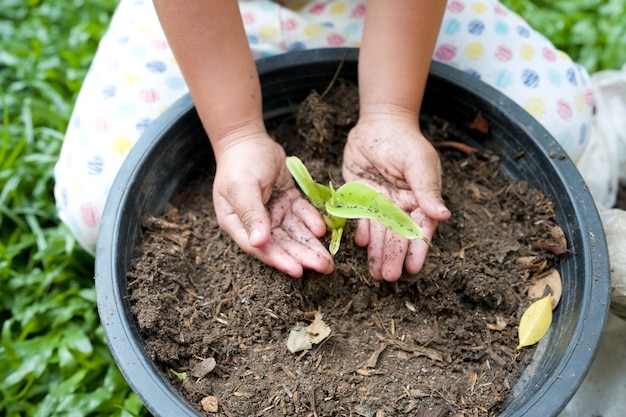 Die Hände des kleinen Mädchens, die kleinen Bananenbaum im Garten halten