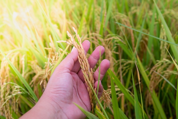 Die Hände des Landwirts halten einen goldenen Reis, er steht kurz vor der Ernte.