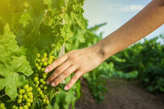 Die Hände des Mädchens berühren die Ernte der Trauben