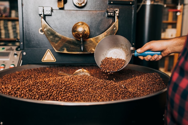 Die Hände des Mannes, die frisch geröstete aromatische Kaffeebohnen über einer modernen Kaffeeröstmaschine halten.