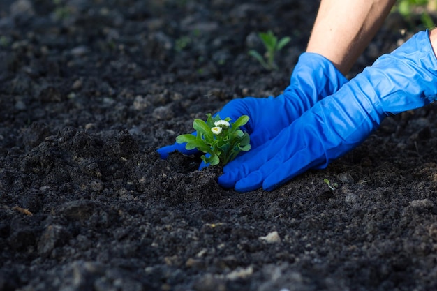 Die Hände des Mannes pflanzen Blumen auf schwarzer Erde