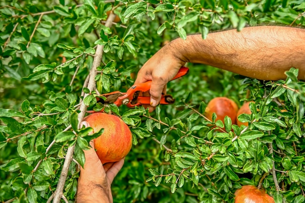 Die Hände des Menschen pflücken die reifen Granatäpfel vom Ast des Obstbaums