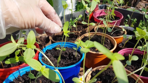 Die Hände einer Agronomin in Handschuhen prüfen die jungen Sämlinge von Zucchini vor dem Pflanzen