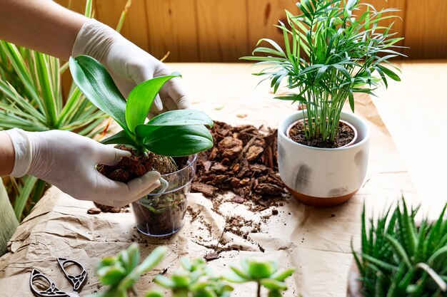 Die Hände einer Frau, die eine Orchidee in einen anderen Topf auf dem Tisch transplantiert und sich um die Pflanzen kümmert