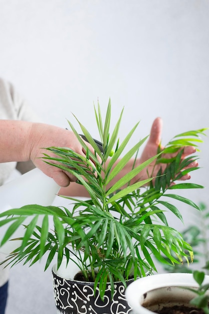 Die Hände einer Frau gießen Blumen in einem Topf