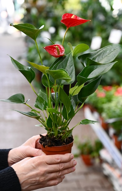 Die Hände einer Verkäuferin halten einen Topf Anthurium in einem Blumenladen-Banner