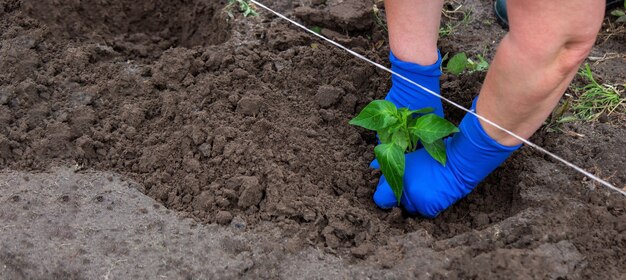 Die Hände eines Bauern pflanzen Pfeffersetzlinge in einem Gemüsegarten. Selektiver Fokus