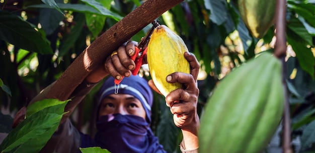 Die Hände eines Kakaobauern verwenden Gartenscheren, um die Kakaoschoten oder den fruchtreifen gelben Kakao zu schneiden