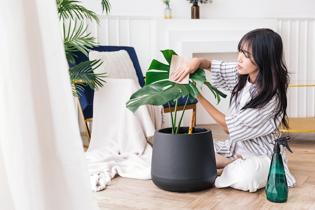 Die Hände junger asiatischer Frauen reiben und wischen den Staub vorsichtig von den Blättern der Zimmerpflanze Monstera Deliciosa, die mit einer Pflanzensprühflasche sitzt Monstera-Liebhaber zu Hause Das Konzept der Pflanzenpflege