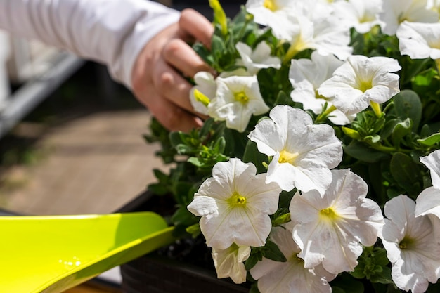 Die Hände von Women39s gießen sorgfältig schöne frische Blumen in einem Topf