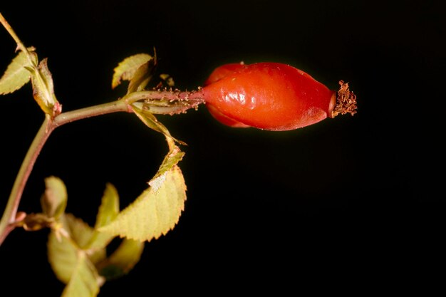 Die Hagebutte ist das Kernobst der rosa Gattung Sträucher