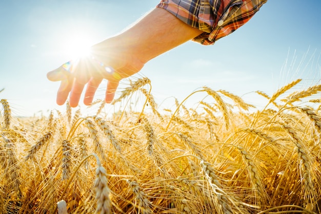 Die Hand berührt die Ohren der Gerste. Bauer in einem Weizenfeld. Reichhaltiges Erntekonzept.