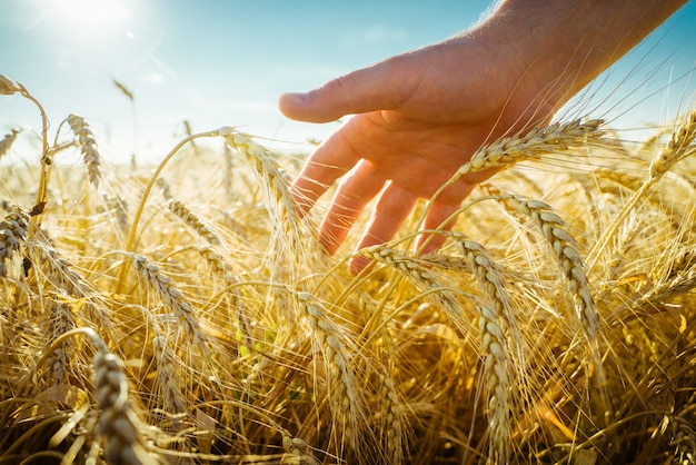 Die Hand berührt die Ohren des Gerstenbauers in einem Weizenfeld-reiches Erntekonzept