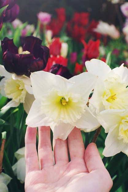 Die Hand der Frau berührt eine blühende Frühlingsblume in einem weichen selektiven Fokus des Gartens