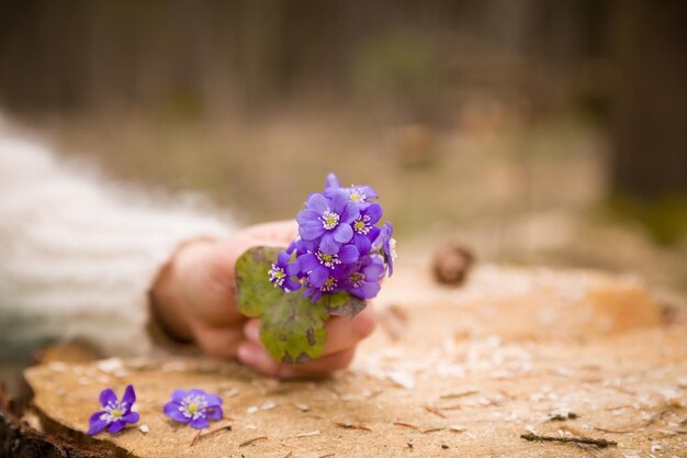 Die Hand der Frau, die erste Frühlingsblumen auf Stumpfprimeln oder Schneeglöckchen des alten Baums im Wald hält