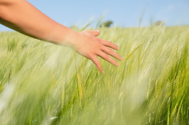 Die Hand der Frau, die Weizen auf dem Gebiet berührt