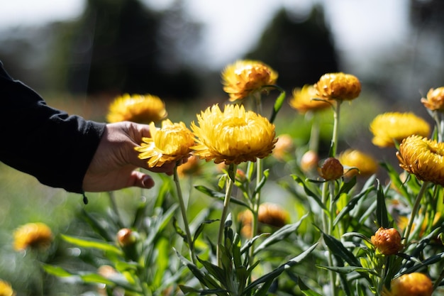 die hand der frau gelbe blumen im garten pflücken