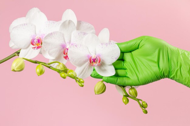 Die Hand der Frau hält einen Zweig von Phalaenopsis-Orchideenblumen auf rosa Hintergrund