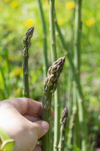 Die Hand der Frau schert grünen Spargel im Garten