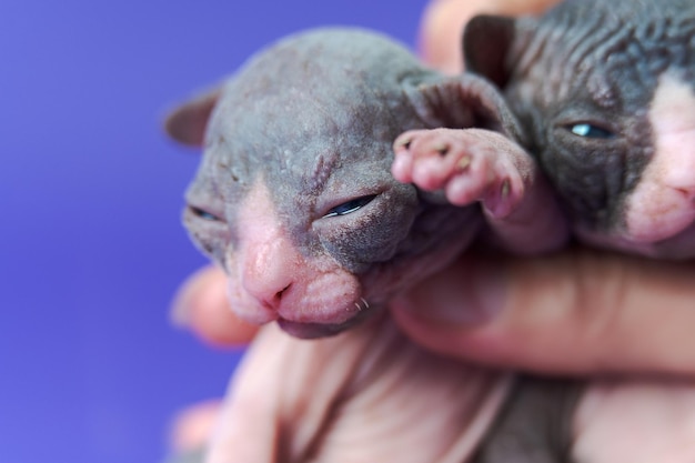 Die Hand der fürsorglichen Ärztin hält kanadische Sphynx-Katzenzwillinge im Alter von zwei Wochen vor der ärztlichen Untersuchung