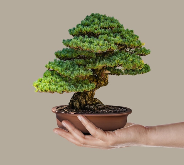 Die Hand der Männer, die Bonsai auf der Handfläche hält