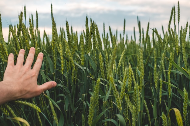 Die Hand des Bauern berührt grünen Weizen auf dem Feld