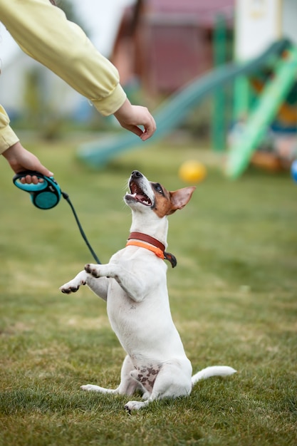 Die Hand des Besitzers gibt dem Hund Jack Russell Terrier im Park Futter