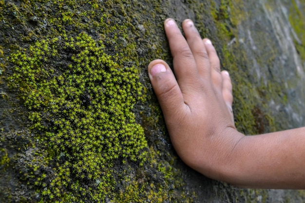 Die Hand des Kindes auf einem mit grünem Moos bedeckten Felsen