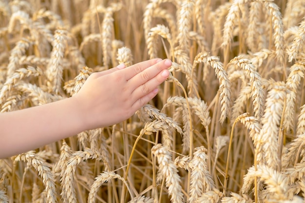 Die Hand des Kindes berührt die Weizenähren auf dem Hintergrund des Weizenfeldes