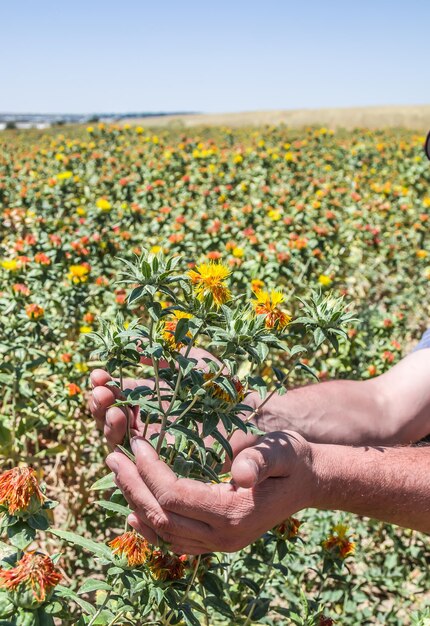 Die Hand des Landwirts, die reife Saflorblumen hält