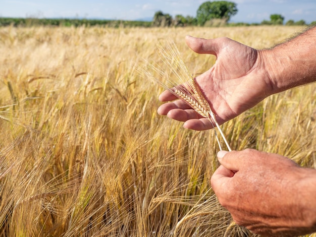 Die Hand des Landwirts fängt Ähren des landwirtschaftlichen Feldes des Weizenanbaus und der reichen Ernte ein