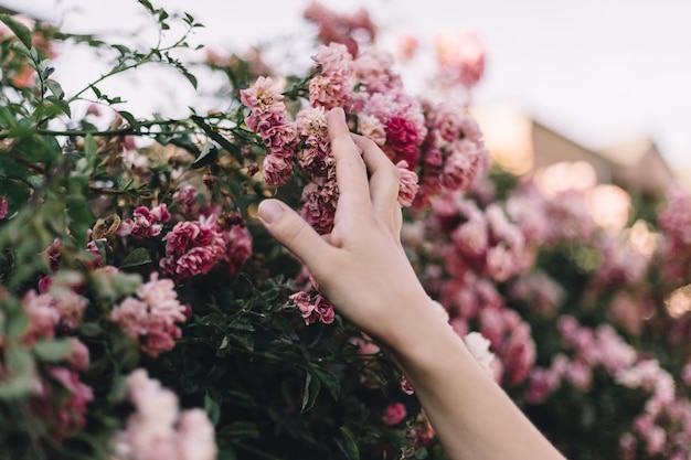 Die Hand des Mädchens streicht einen Blumenbaum im Abendlicht