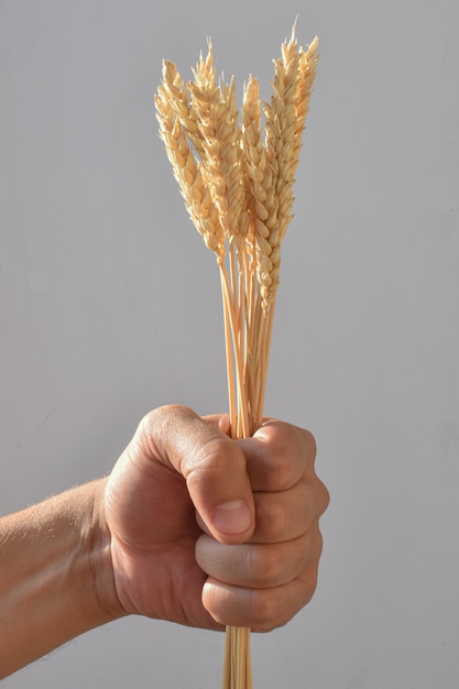 Die Hand des Mannes ballt sich zur Faust und hält Weizenähren auf weißem Hintergrund. Die Ährchen werden in der Hand einer Person fest zusammengedrückt. Das Konzept der Ernte in der Landwirtschaft, die Arbeit der Arbeiter.
