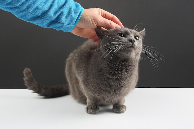 Die Hand des Mannes streichelt die graue Katze