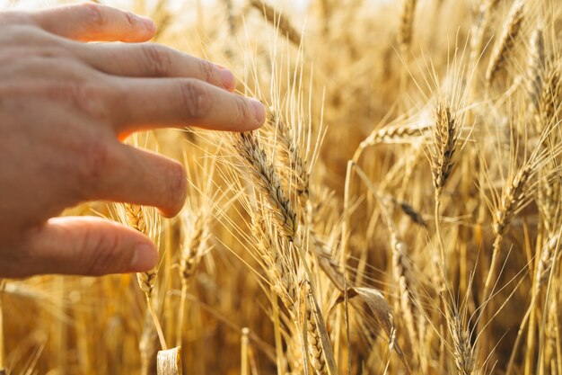 Die Hand, die es durch die Weizenähren und den sonnigen Tag gibt