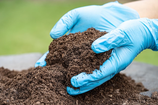 Die Hand, die Torfmoos organische Substanz hält, verbessert den Boden für die Landwirtschaft