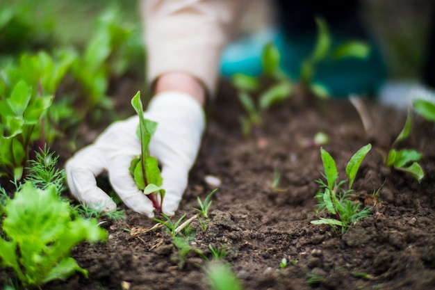 Die Hand einer Frau entfernt Unkraut Unkraut- und Schädlingsbekämpfung im Garten Kulturland closeup Landwirtschaftliche Pflanzen wachsen im Garten