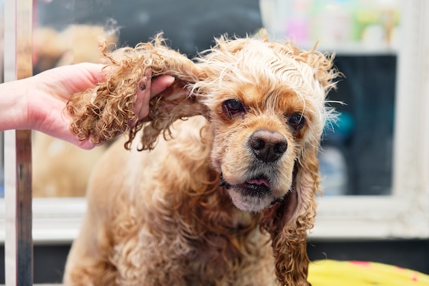 Die Hand einer Frau hält einen Hund am Ohr eines amerikanischen Cockerspaniels im Pflegeraum, bevor sie gepflegt wird.