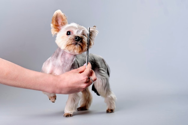 Die Hand einer Frau mit Kamm kümmert sich um einen Yorkshire-Terrier-Hund