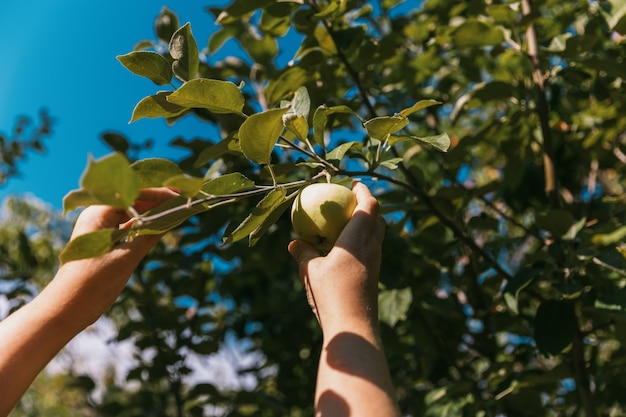 Die Hand einer Frau pflückt einen reifen Apfel vom Baum im Sommergarten